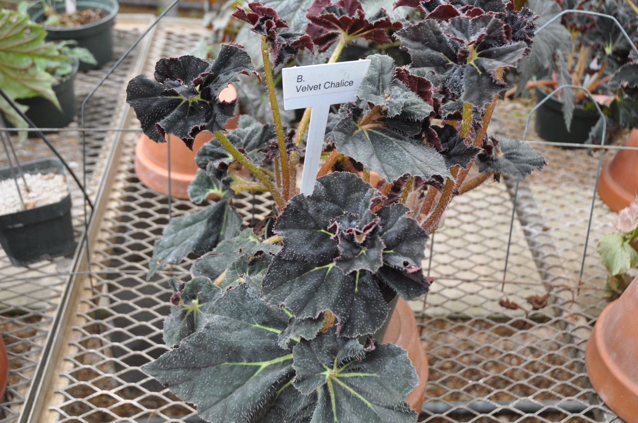 B. ‘Velvet Chalice’